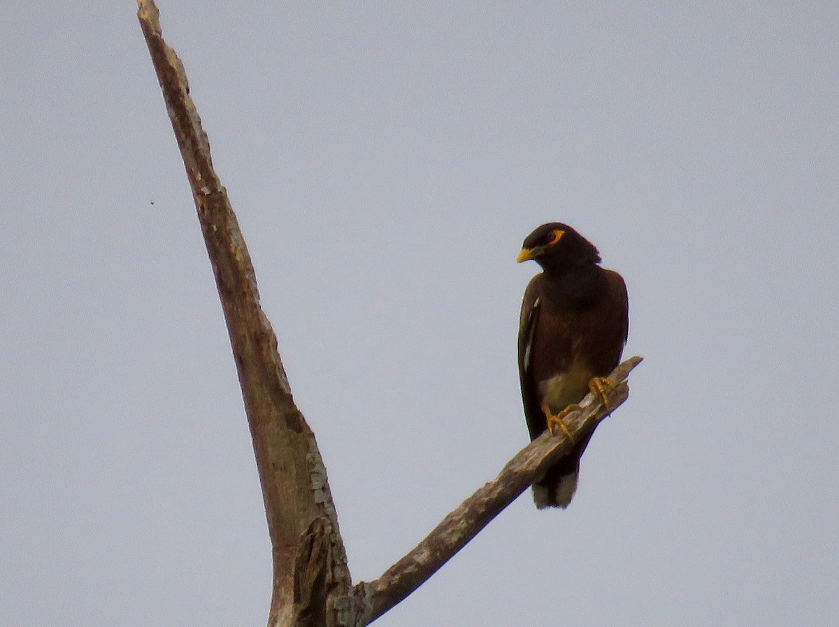 Common Myna - Santharam V