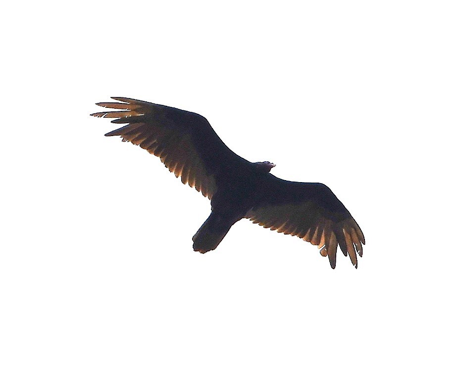 Turkey Vulture - ML350853731