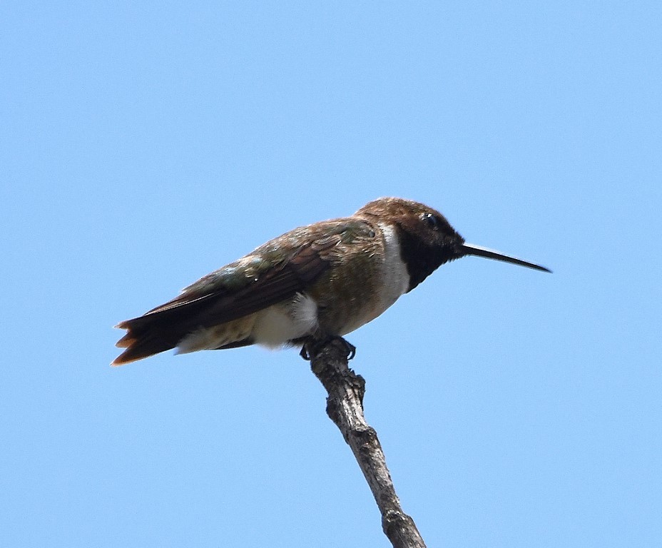 Black-chinned Hummingbird - ML350853761