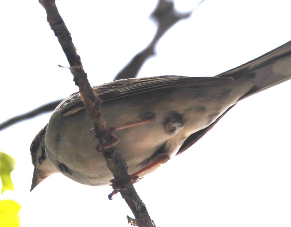 Lark Sparrow - ML350854141