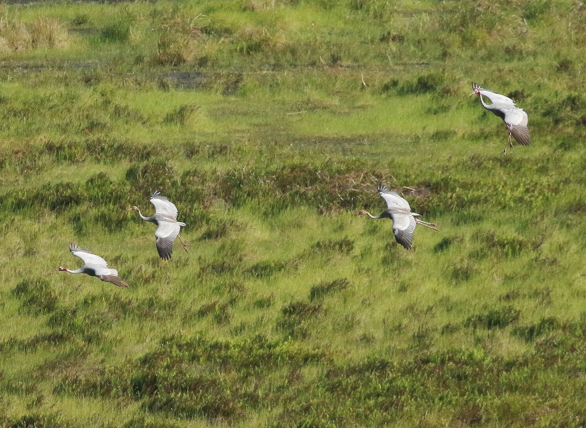 Sarus Crane - ML350856501