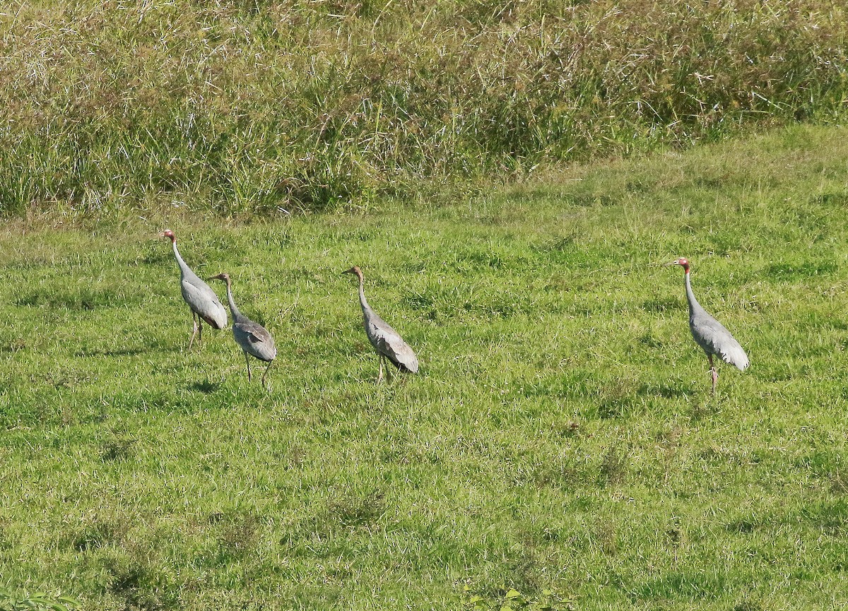 Sarus Crane - ML350856521