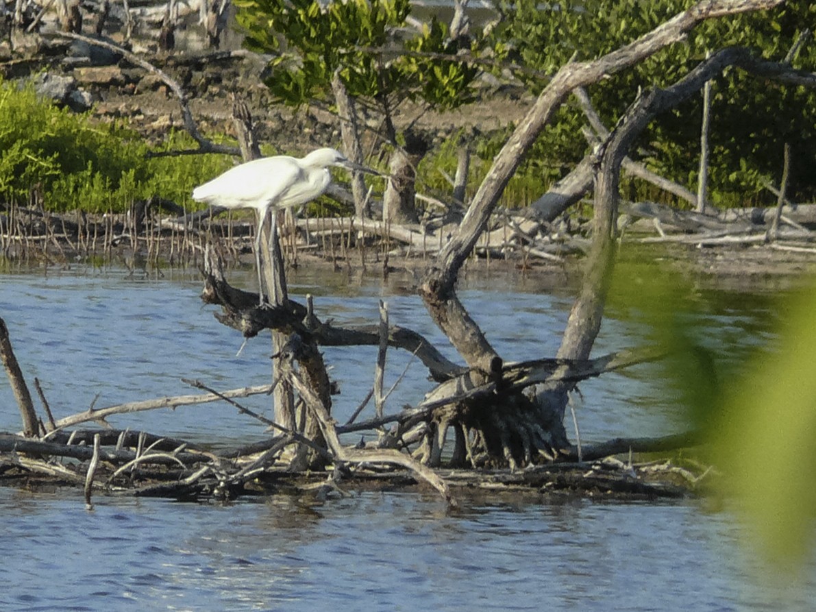 Reddish Egret - ML350856621