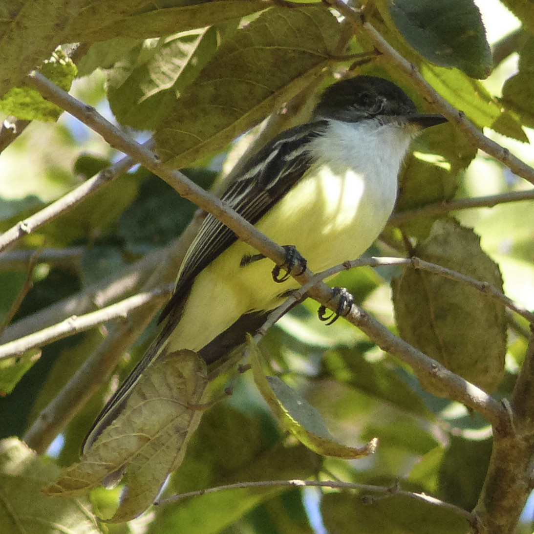 Stolid Flycatcher - ML350856641