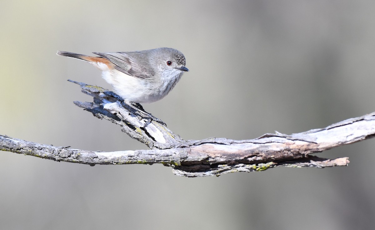 Inland Thornbill - Mansour Vahedi