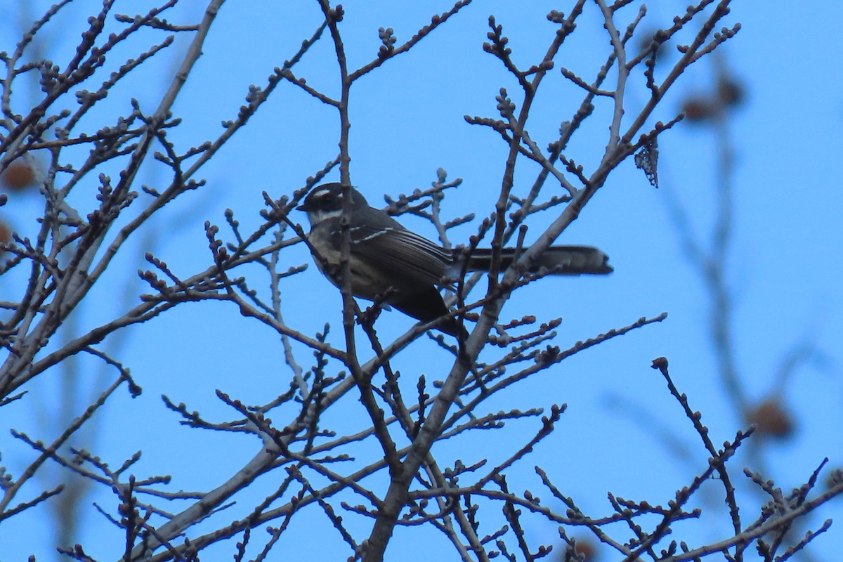 Gray Fantail - Deb & Rod R