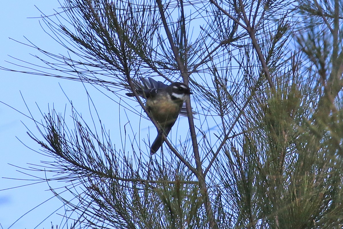 Gray Fantail - Deb & Rod R