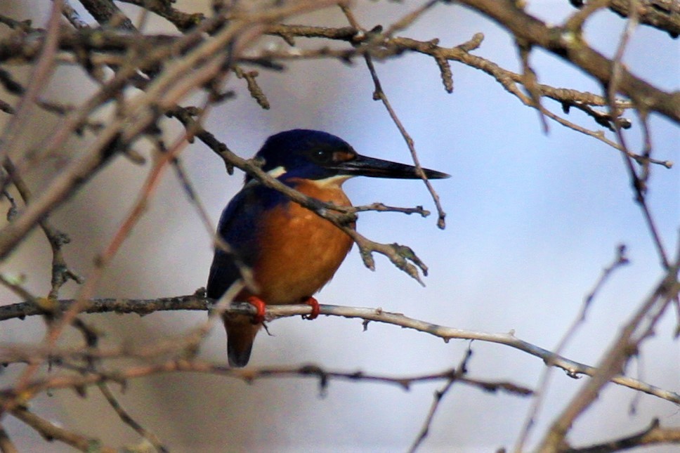 Azure Kingfisher - Steve Decker