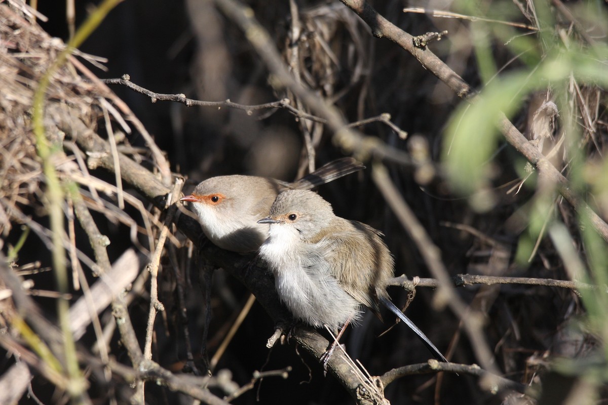 Superb Fairywren - Steve Decker