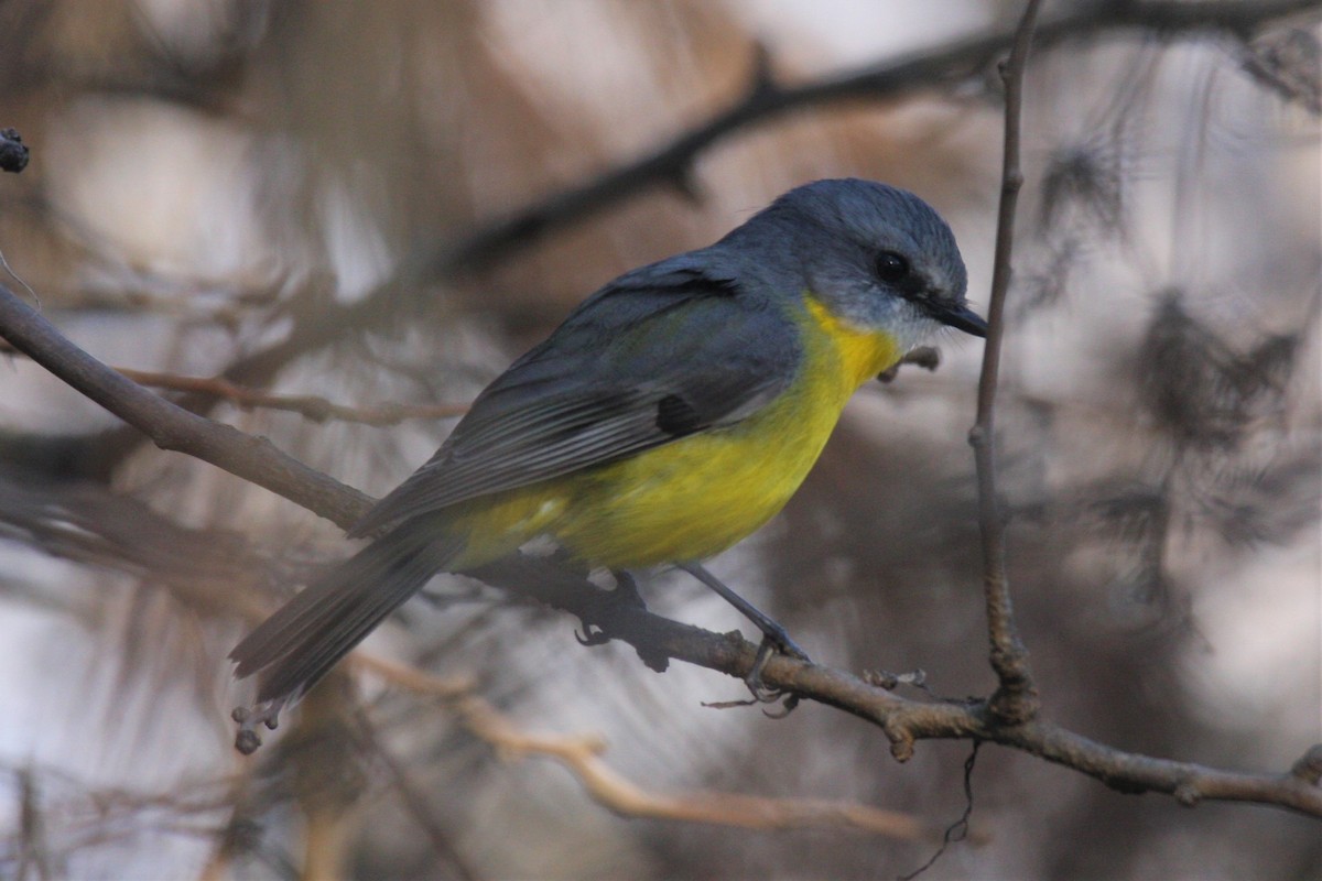 Eastern Yellow Robin - ML350861381