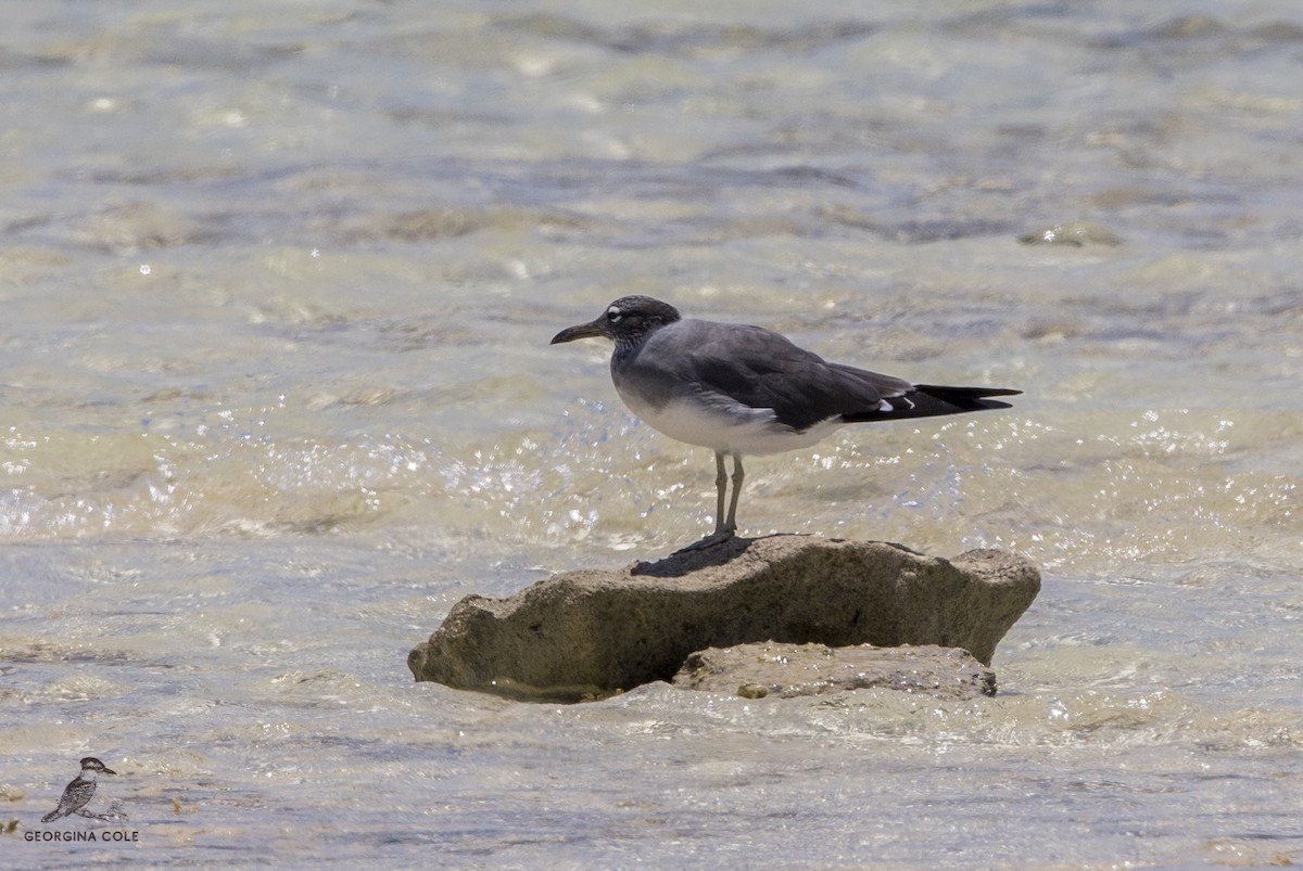 White-eyed Gull - ML350861501