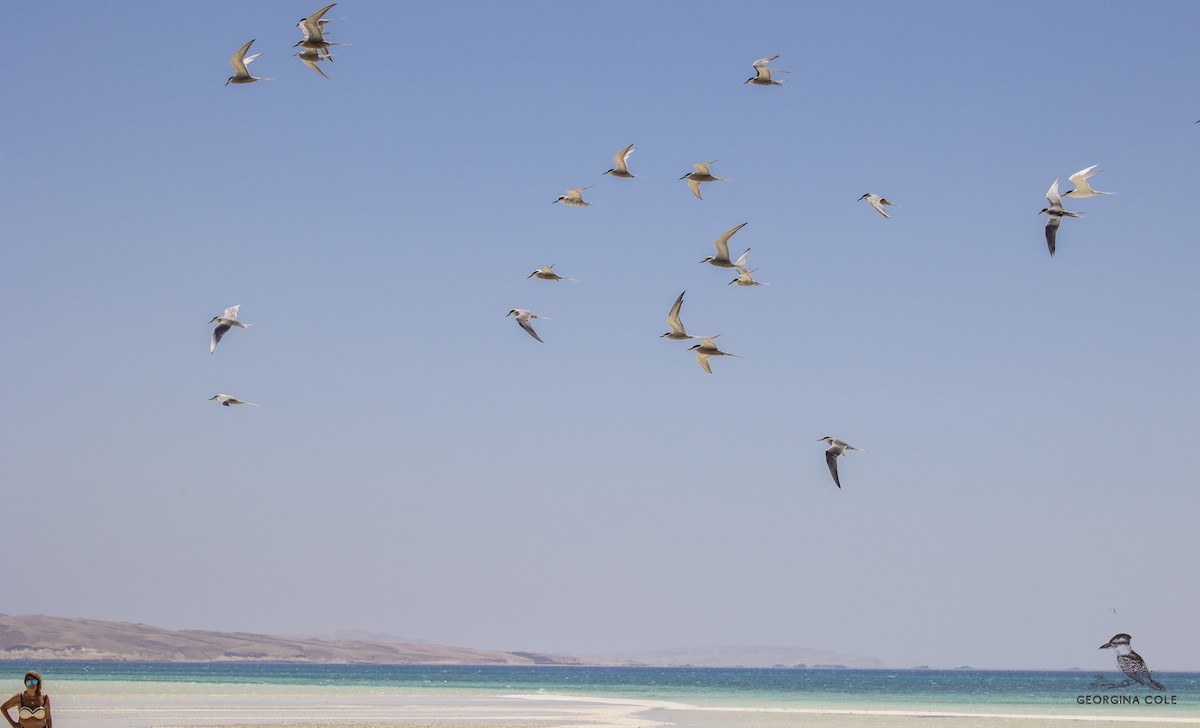 White-cheeked Tern - ML350861751