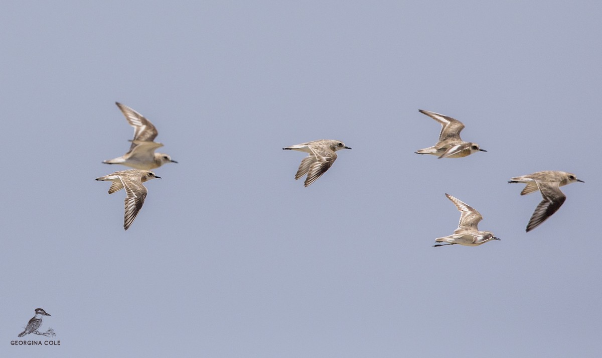 Greater Sand-Plover - ML350861781