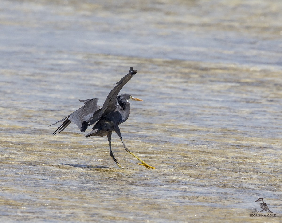 Western Reef-Heron - ML350862061