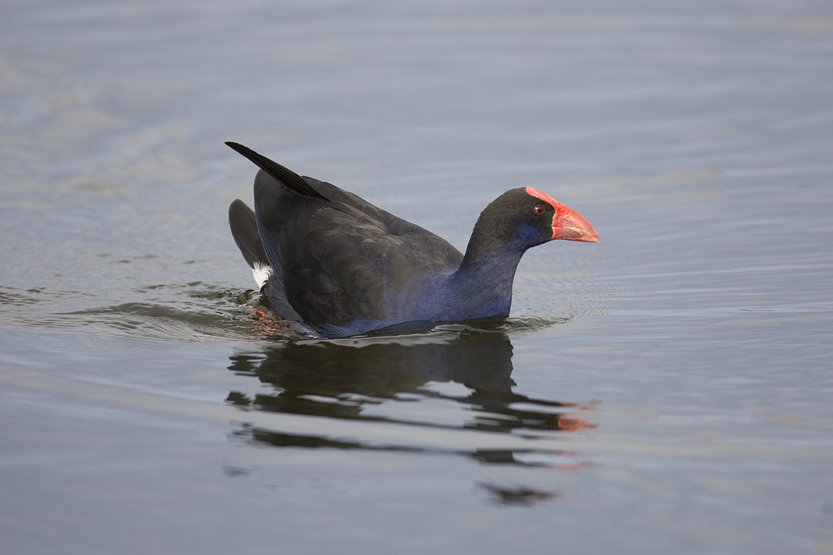 Australasian Swamphen - ML350862871