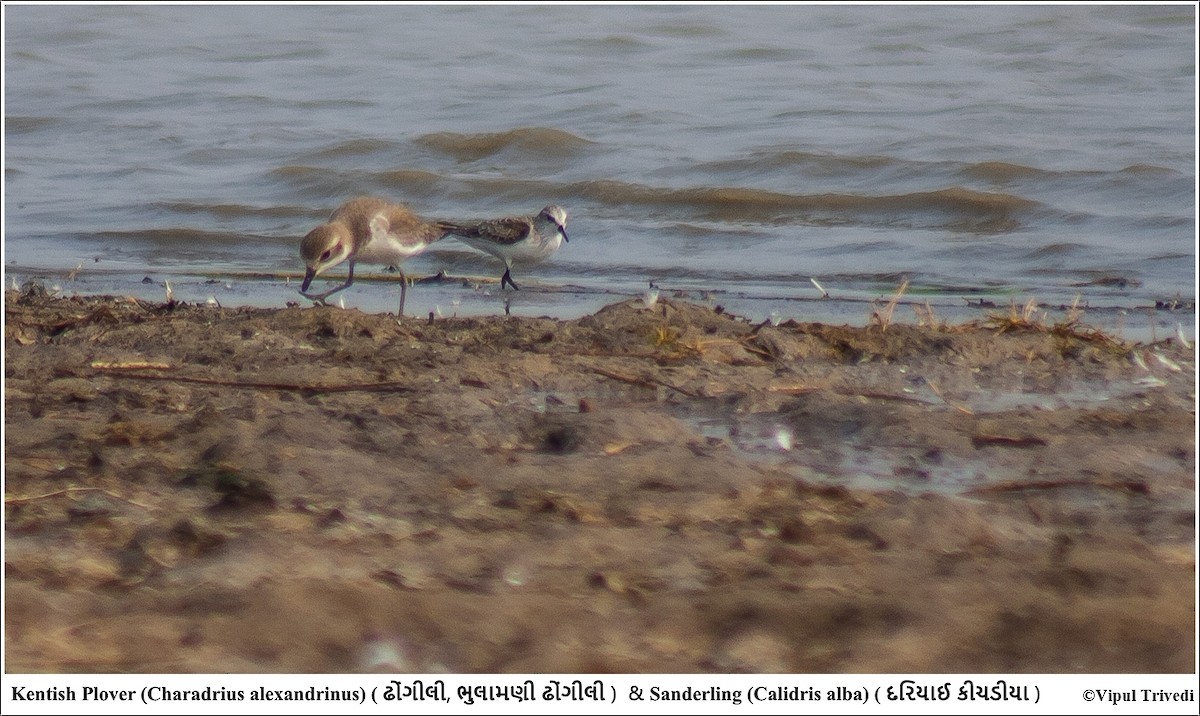 Tibetan Sand-Plover - ML350863091