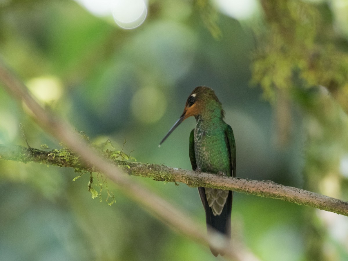 Violet-fronted Brilliant - matthew sabatine