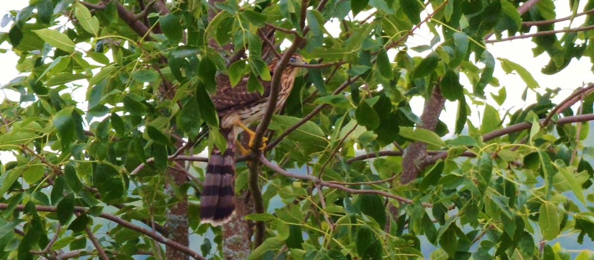 Cooper's Hawk - ML35086421