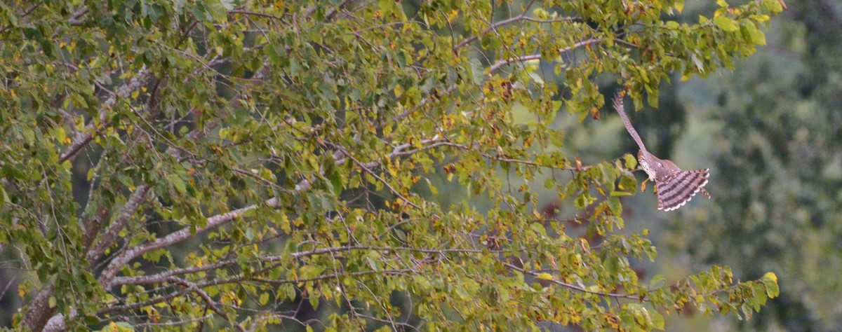 Cooper's Hawk - ML35086461