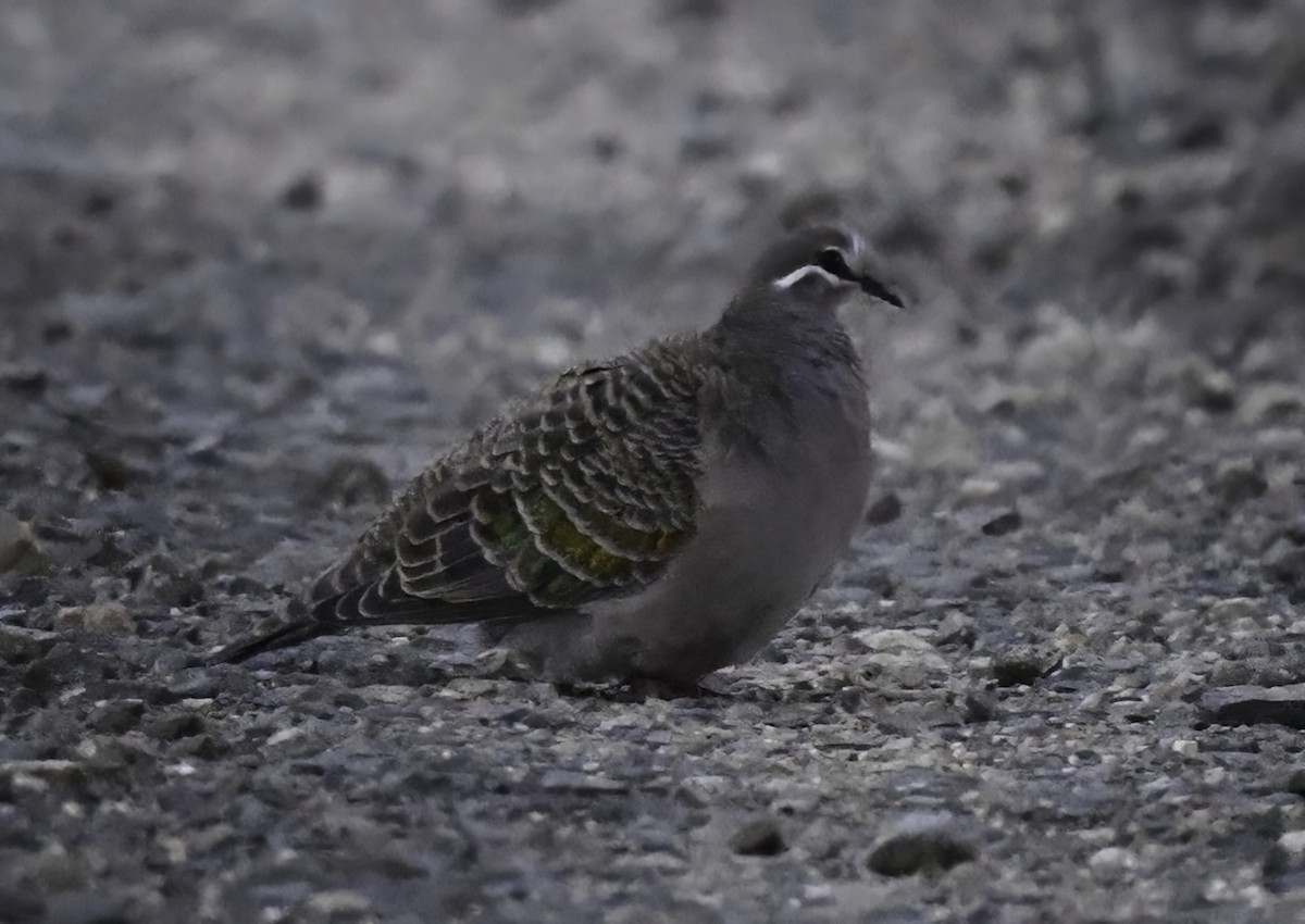 Common Bronzewing - ML350867551