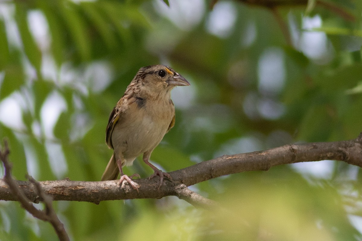 Grasshopper Sparrow - ML350868511