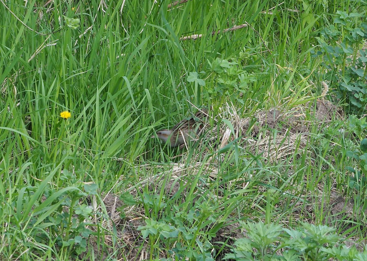 Corn Crake - ML350869891