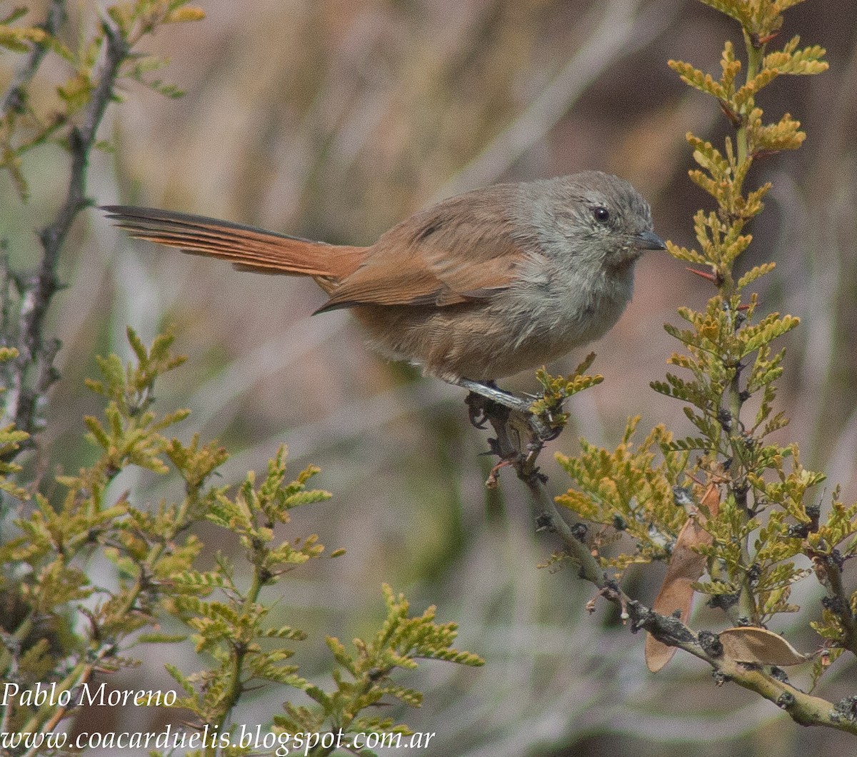 Steinbach's Canastero - Pablo Moreno