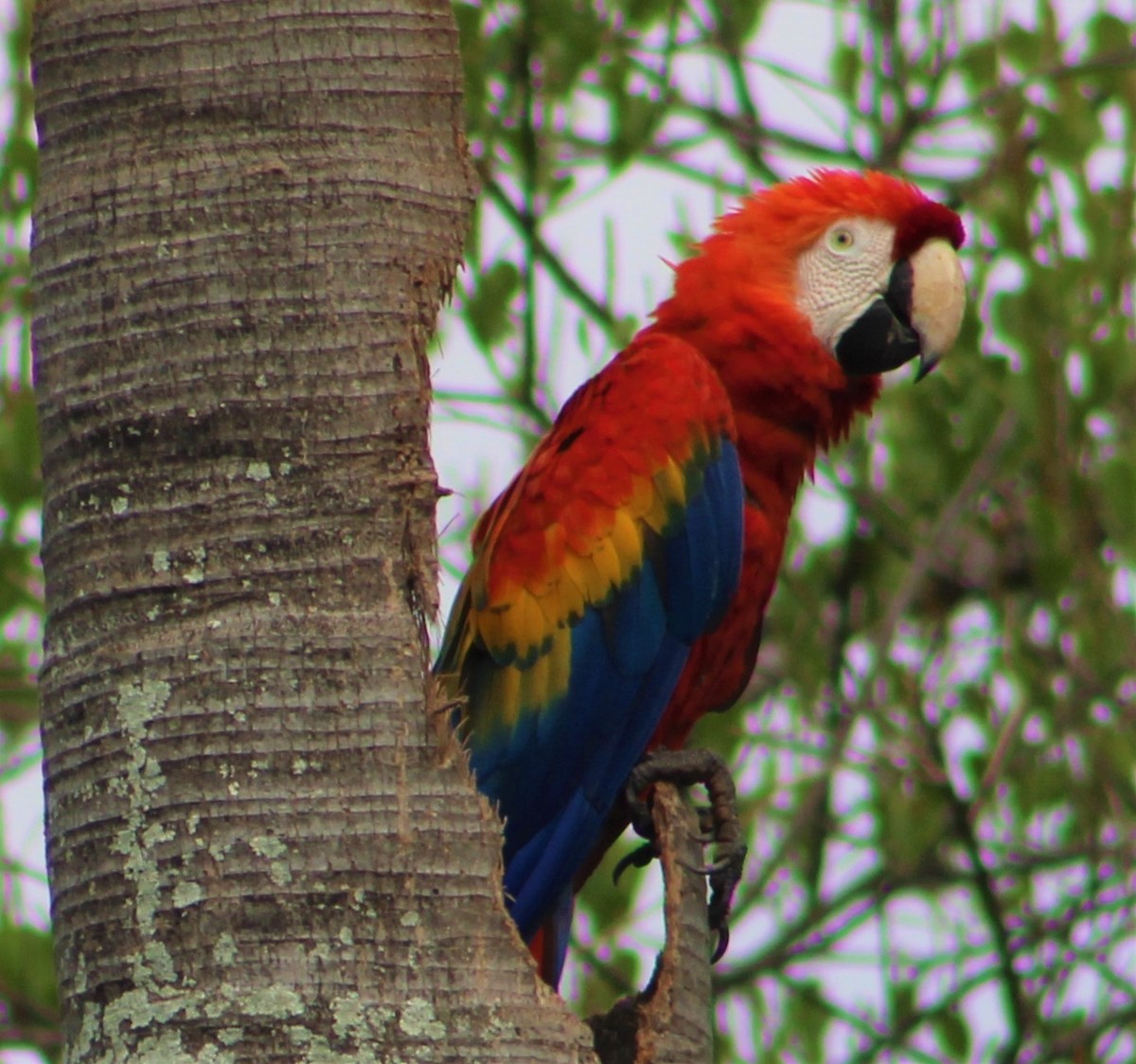 Scarlet Macaw - ML350870591