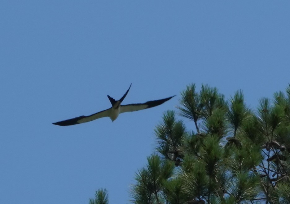 Swallow-tailed Kite - ML350870731