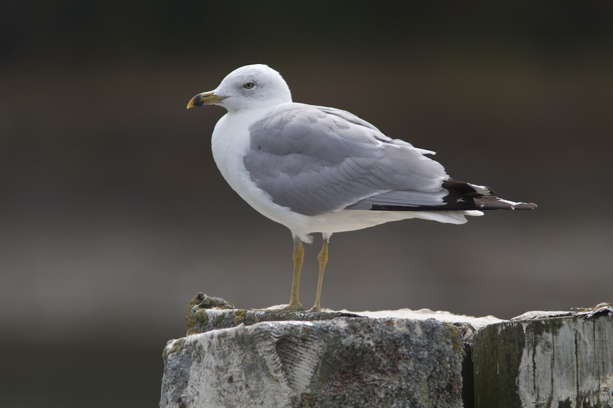 Ring-billed Gull - Holly Merker