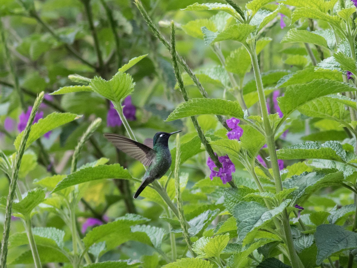 Violet-headed Hummingbird - ML35087101