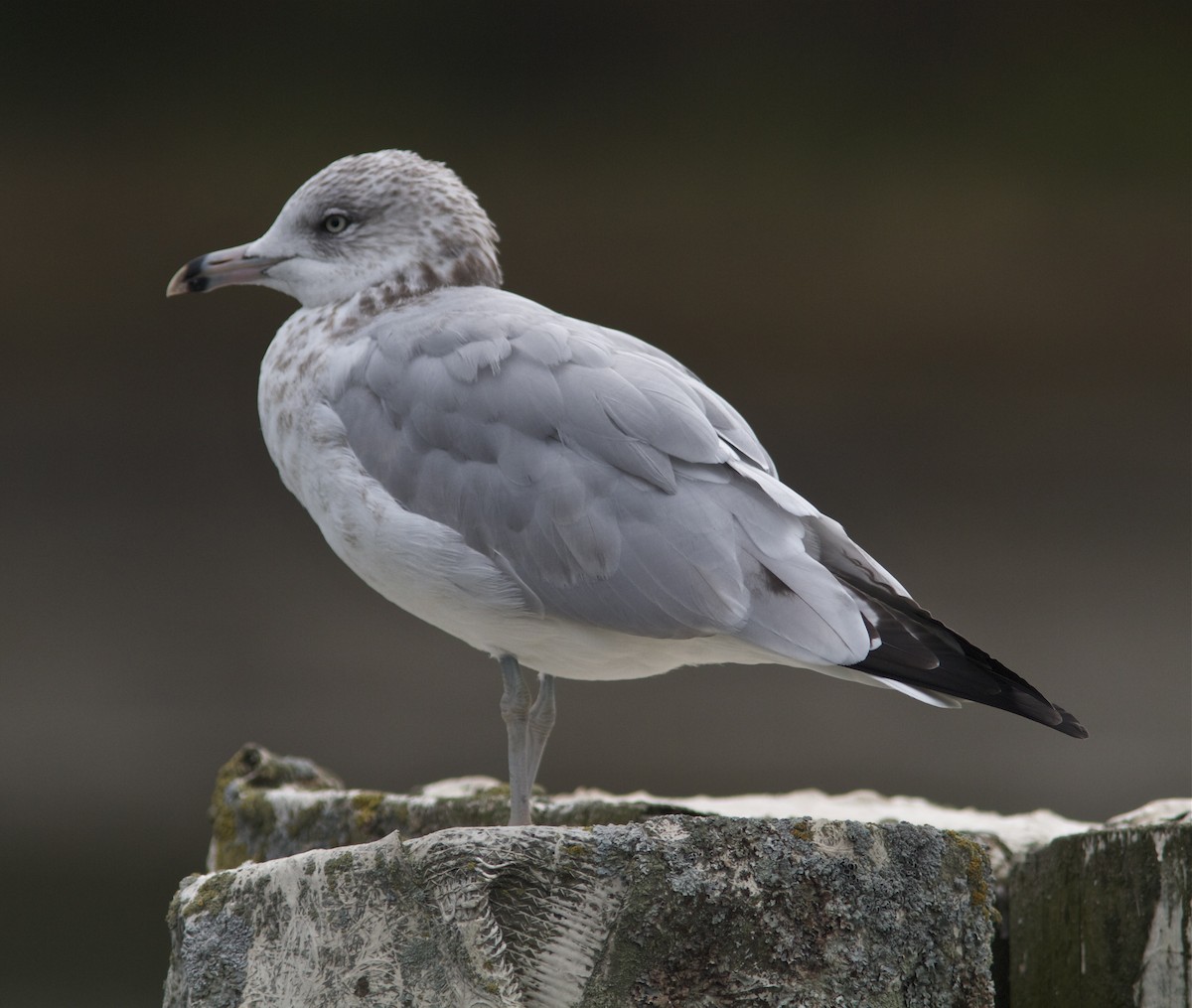 Ring-billed Gull - ML35087131