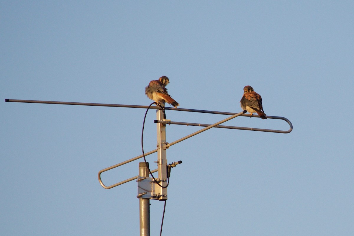 American Kestrel - ML350871751