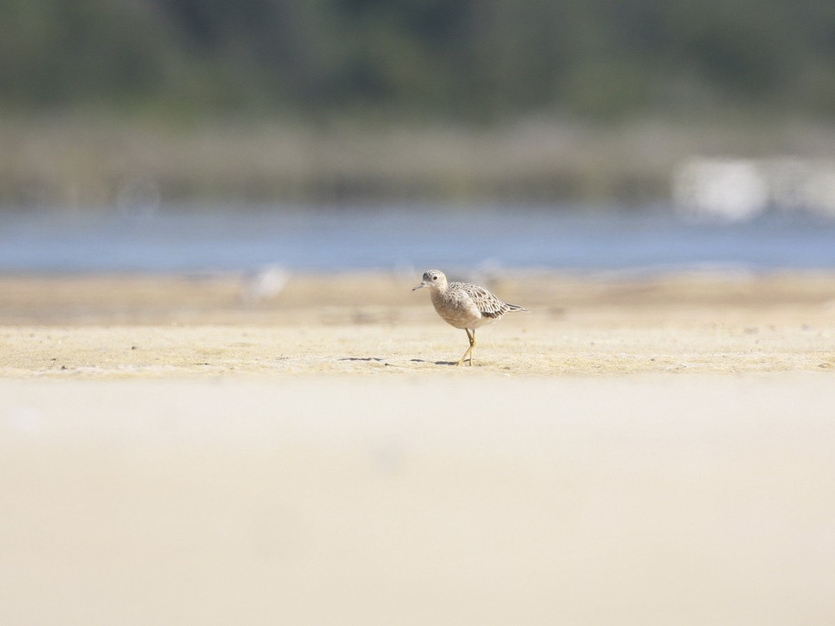 Buff-breasted Sandpiper - ML350873631