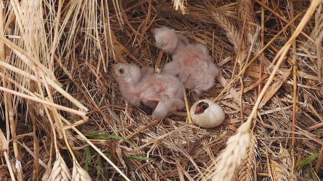 Montagu's Harrier - ML350875831