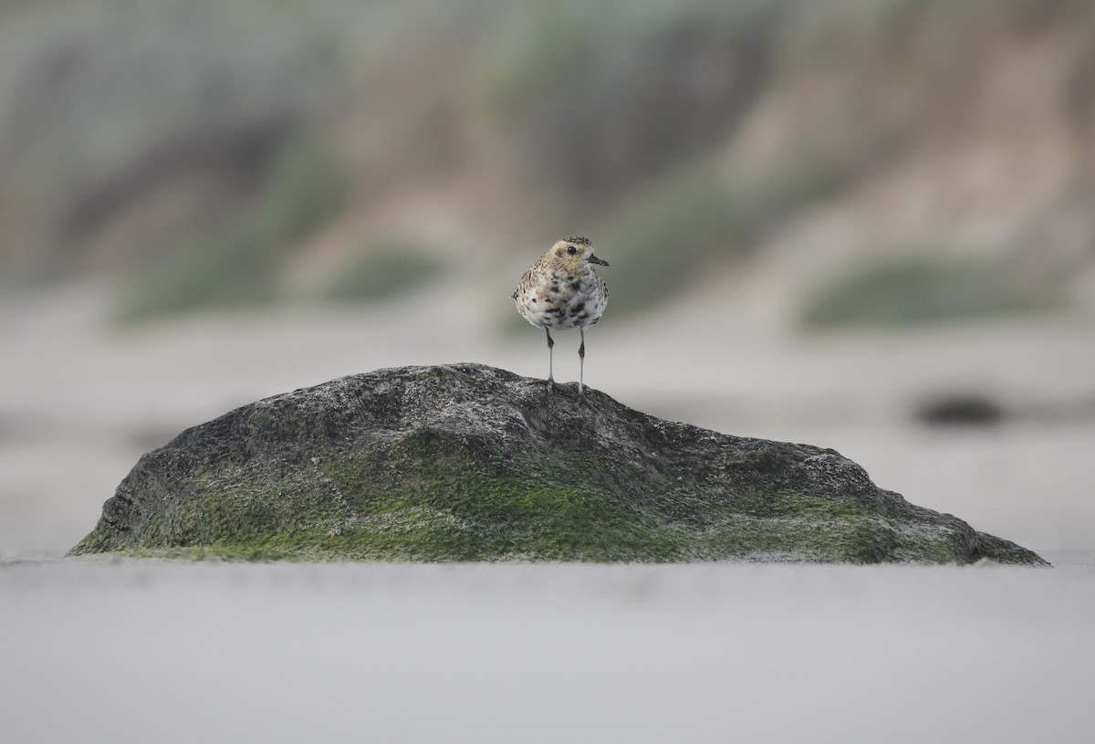 Pacific Golden-Plover - ML350875861