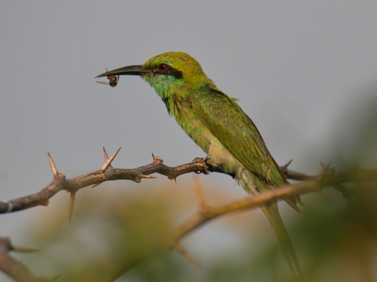 Asian Green Bee-eater - ML350876061