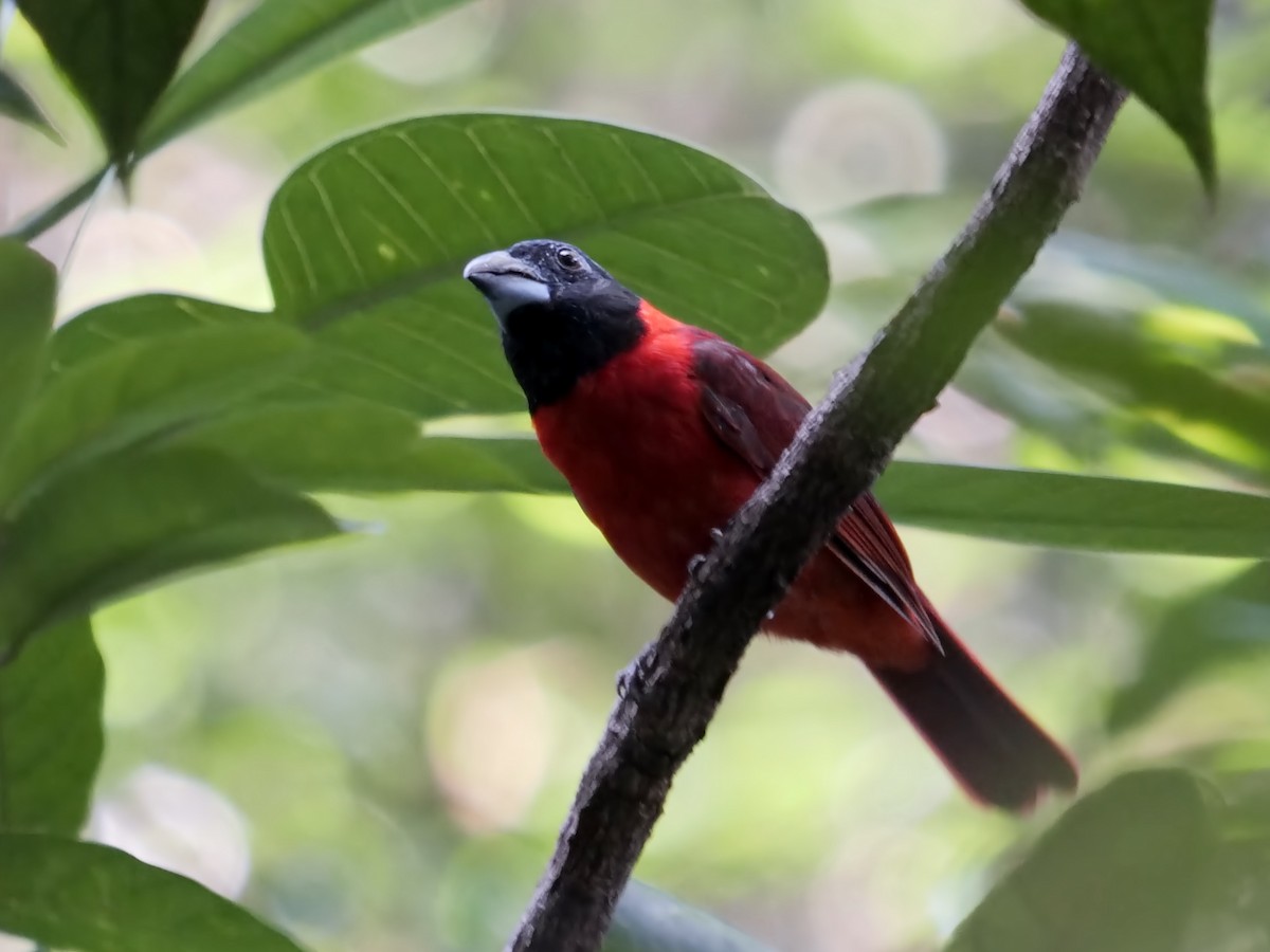 Red-and-black Grosbeak - Alexandre Vinot