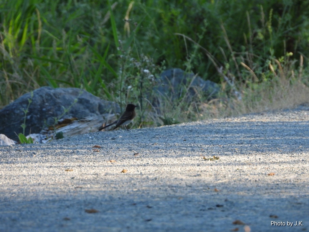 Black Phoebe - ML350878221