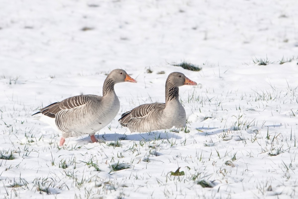 Graylag Goose (European) - Daniel Winzeler
