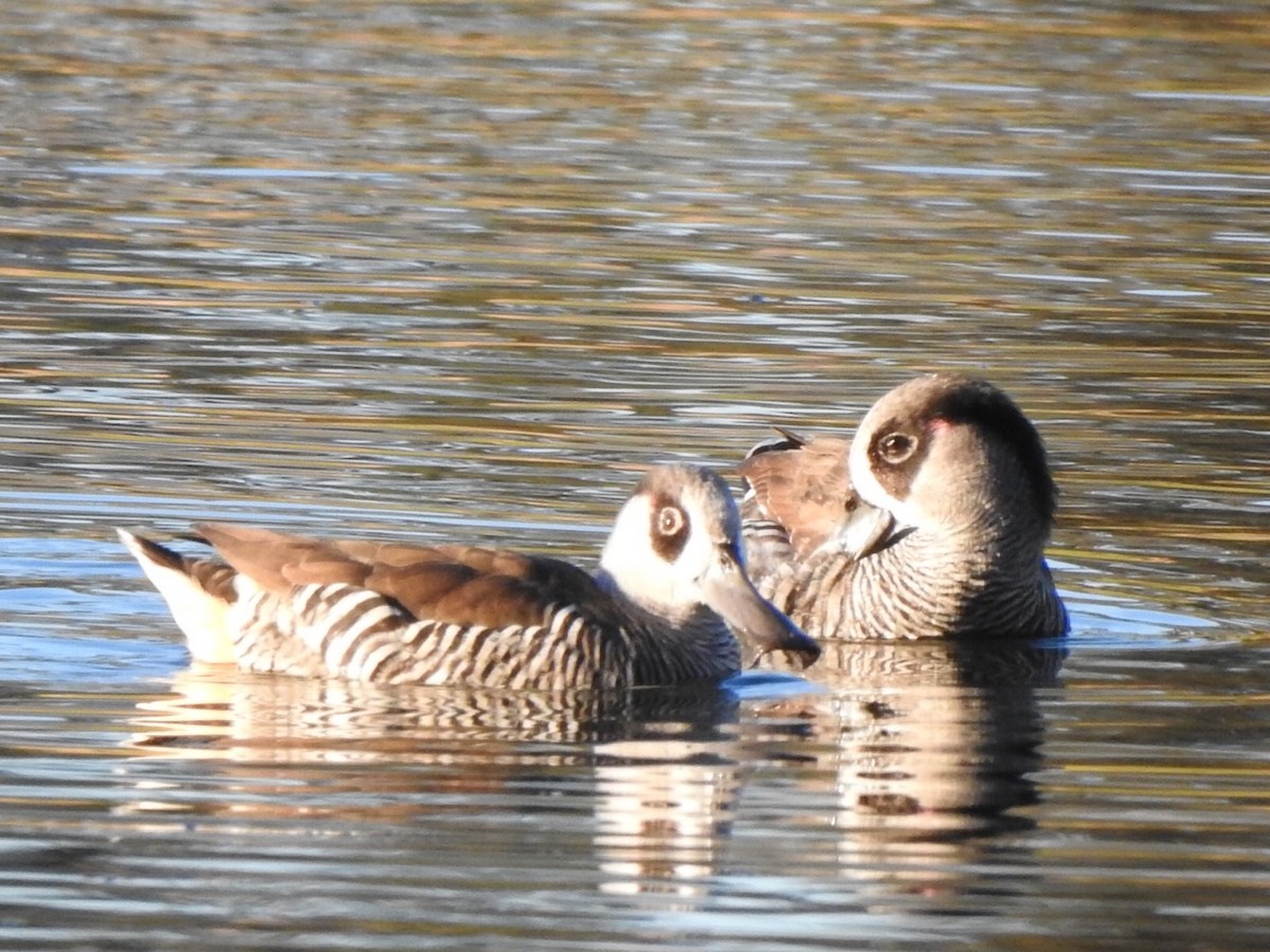 Pink-eared Duck - ML350878781