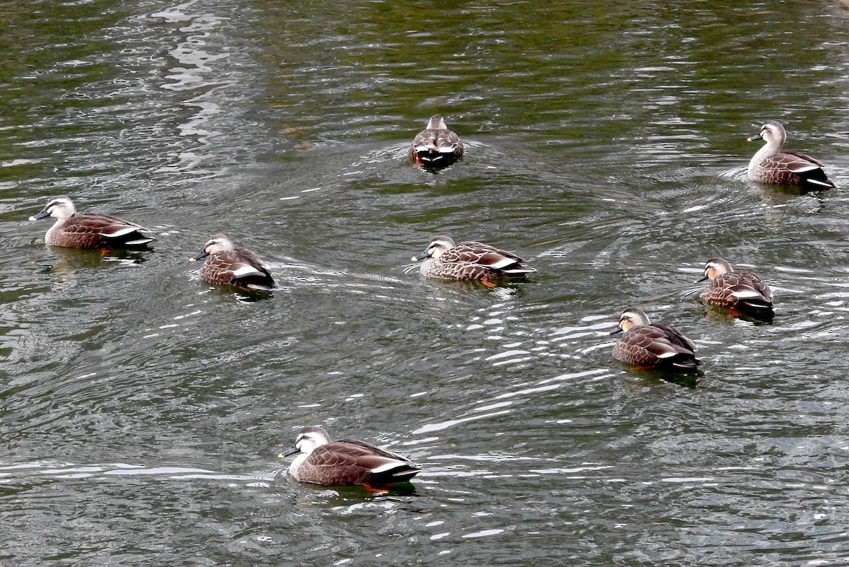 Eastern Spot-billed Duck - ML350879041