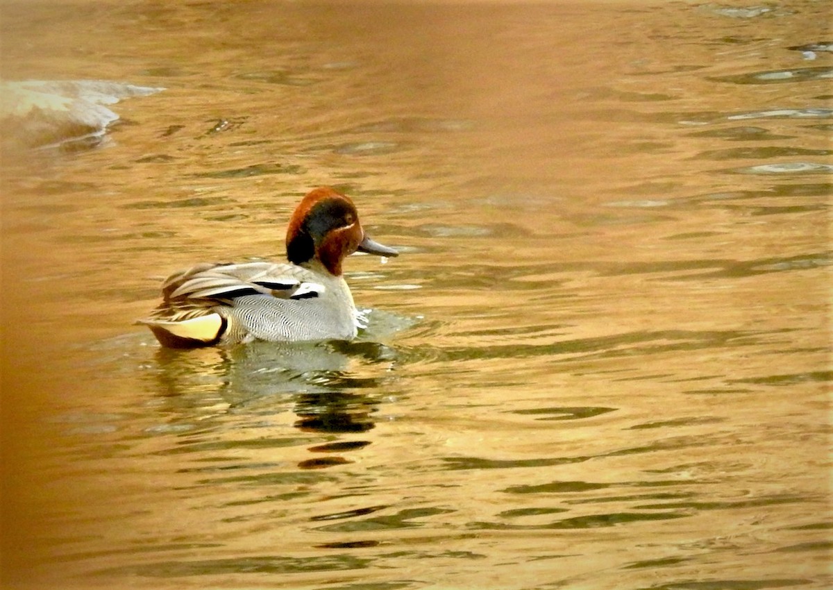 Green-winged Teal (Eurasian) - ML350879081