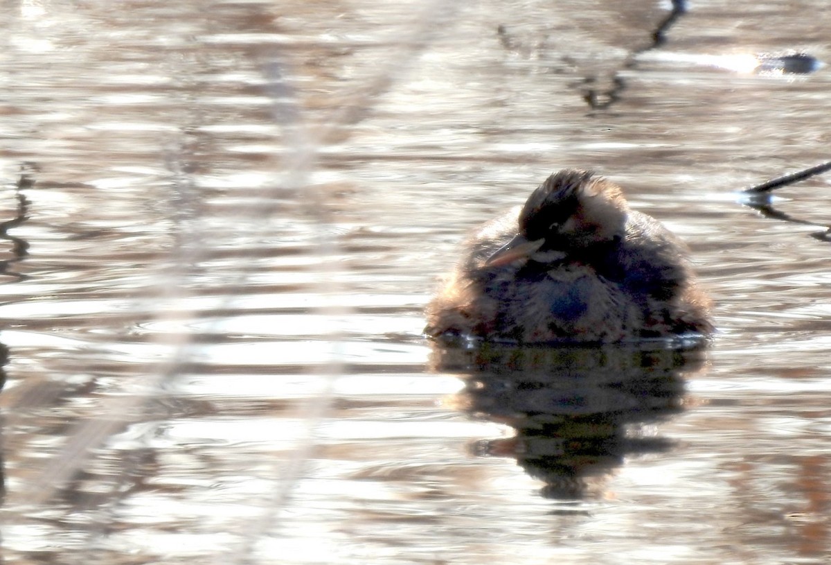 Little Grebe - ML350879171