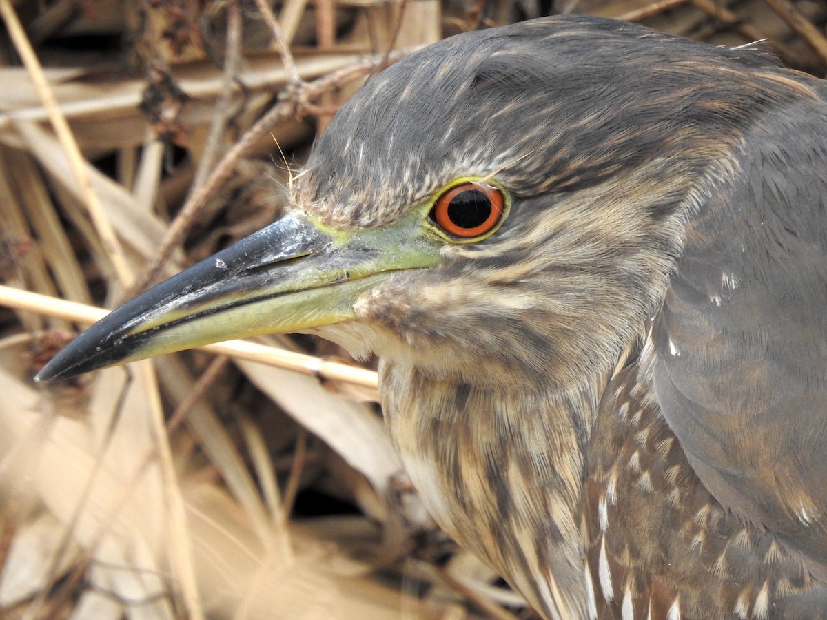 Black-crowned Night Heron - ML350879251