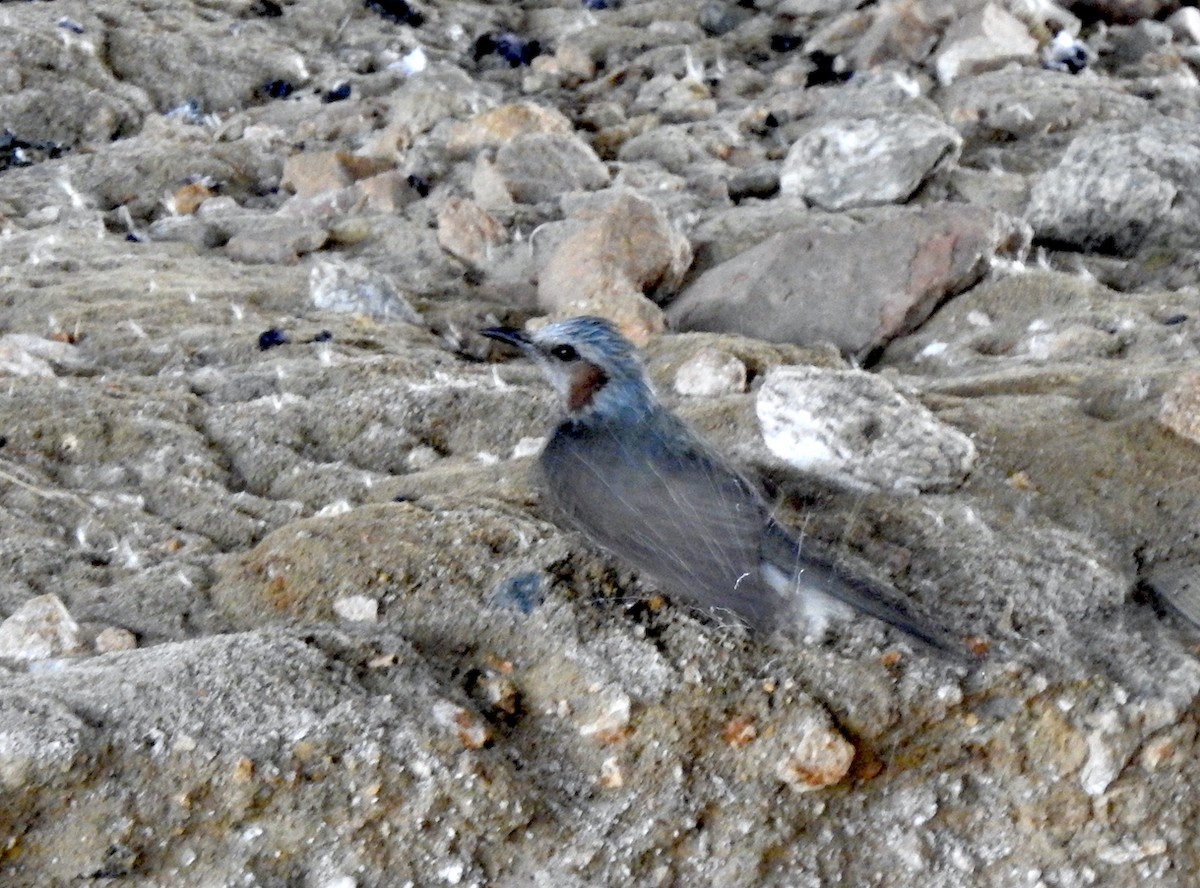 Brown-eared Bulbul - ML350879291