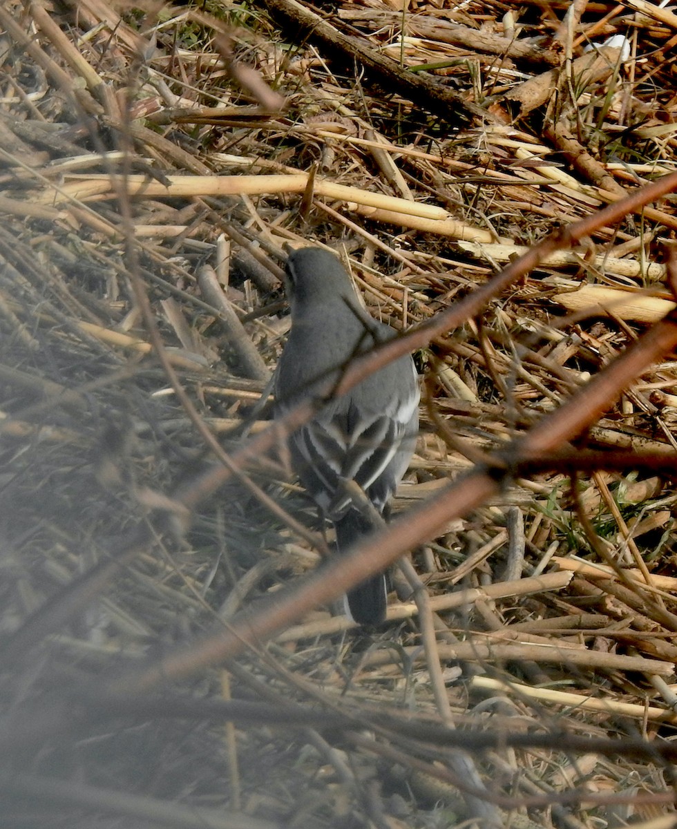 White Wagtail - ML350879311