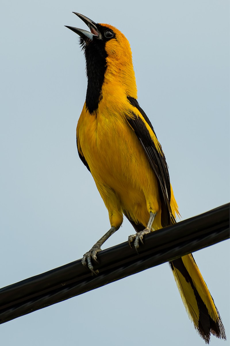 Yellow-tailed Oriole - ML350880901