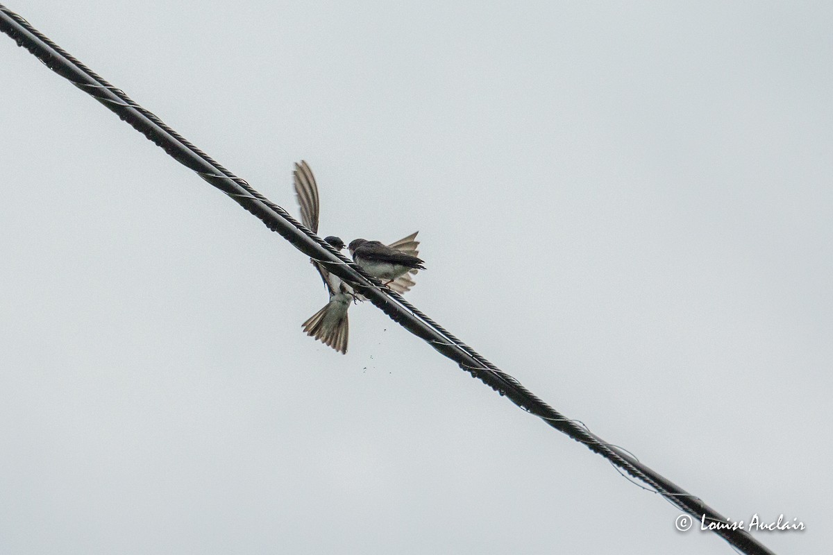 Tree Swallow - ML350881991