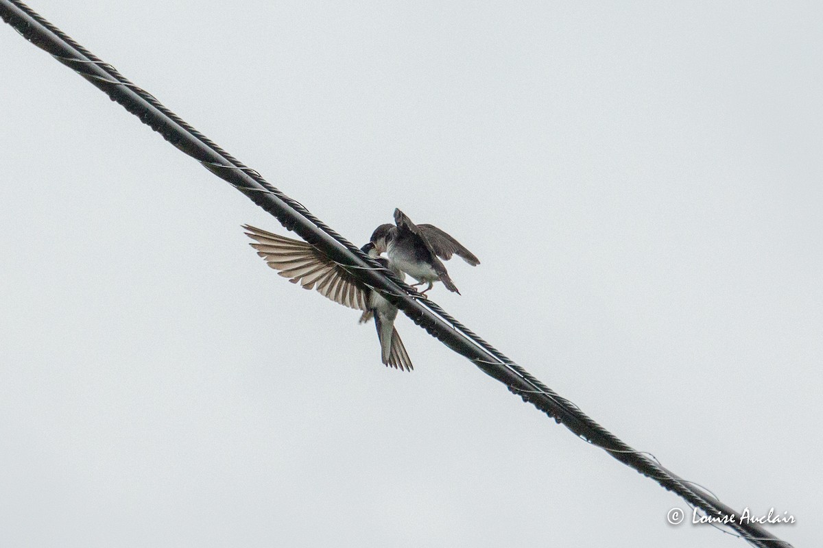 Tree Swallow - ML350882021